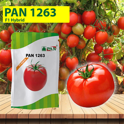 PAN 1263 Hybrid Tomato Seeds (Dark Red, Oval) - 10 GM - Agriplex
