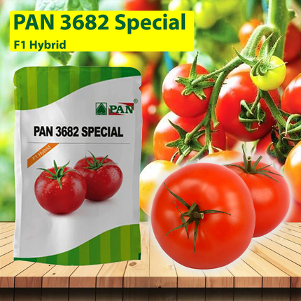 PAN 3682 Spl Hybrid Tomato Seeds (Deep Red, Round) - 10 GM