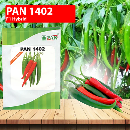 PAN 1402 F1 Hybrid Chilli Seeds - 10 GM