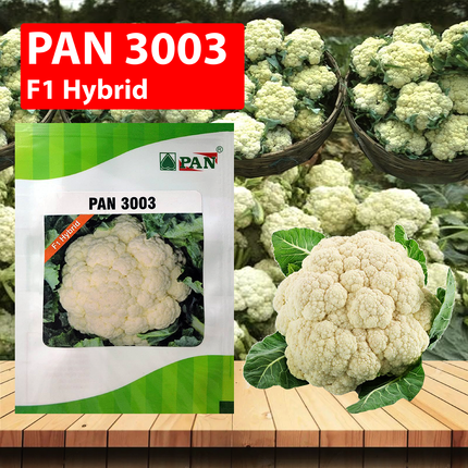 PAN 3003 Hybrid Cauliflower (Dome Shape) Seeds  - 10 GM