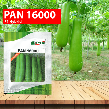 PAN Bottle Gourd 16000 Seeds  - 10 GM (Pack of 2)