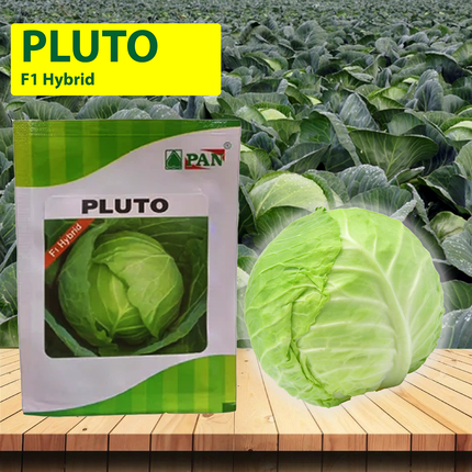 PAN Pluto Hybrid Cabbage Seeds (Dark Green, Round) - 10 GM