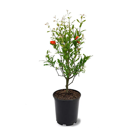 Pomogranate (Punicagranatum) - ದಾಳಾಂಬ್ - Agriplex