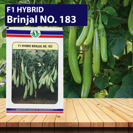 SUNGRO Brinjal No. 183 Seeds - 10 GM
