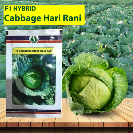 SUNGRO Hari Rani Cabbage Seeds - 10 GM