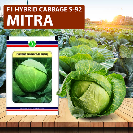 SUNGRO S92 (Mitra) Cabbage Seeds - 10 GM