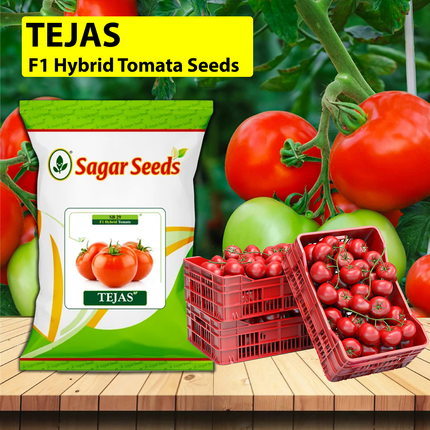 Sagar Tomato Tejas 10 GM