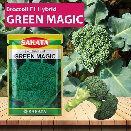 Sakata Green Magic Broccoli Seeds - 2000 SEEDS