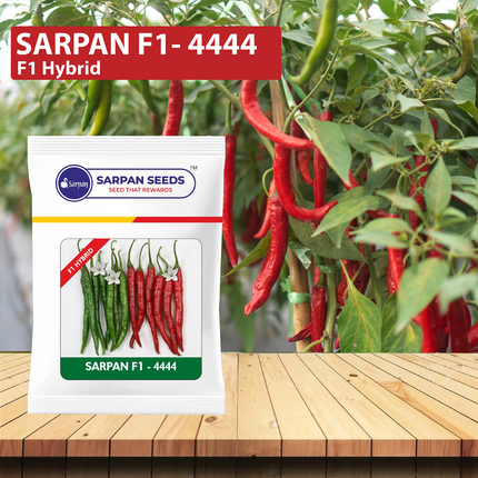 Sarpan 4444 Chilli Seeds