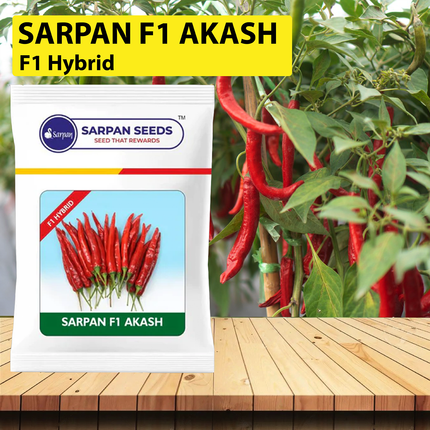 Sarpan Akash Chilli Seeds