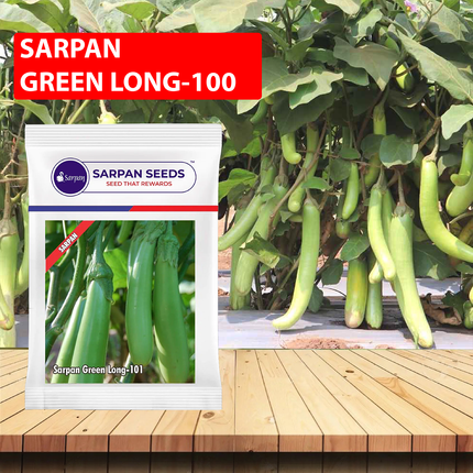 Sarpan Brinjal Greenlong-101 Seeds