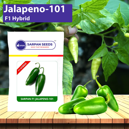 Sarpan Jalapino-101 Chilli Seeds