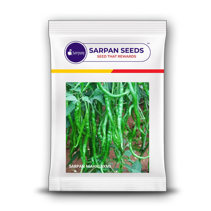 Sarpan Mahalakshmi Chilli Seeds