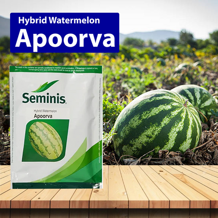 Seminis Apoorva Watermelon -50 GM