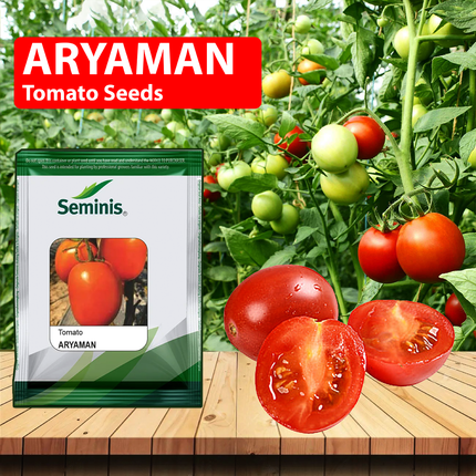 Seminis Aryaman Tomato Seeds - Agriplex