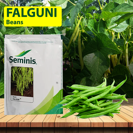 Seminis Falguni Garden Bean -500 GM