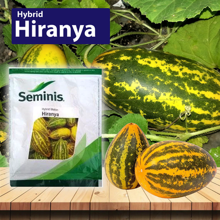 Seminis Hiranya - Sambar Cucumber -25 GM