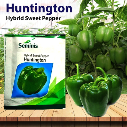 Seminis Huntington Capsicum -1500 SEEDS