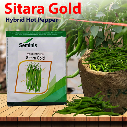 Seminis Sitara Gold Chilli Seeds -1500 SEEDS