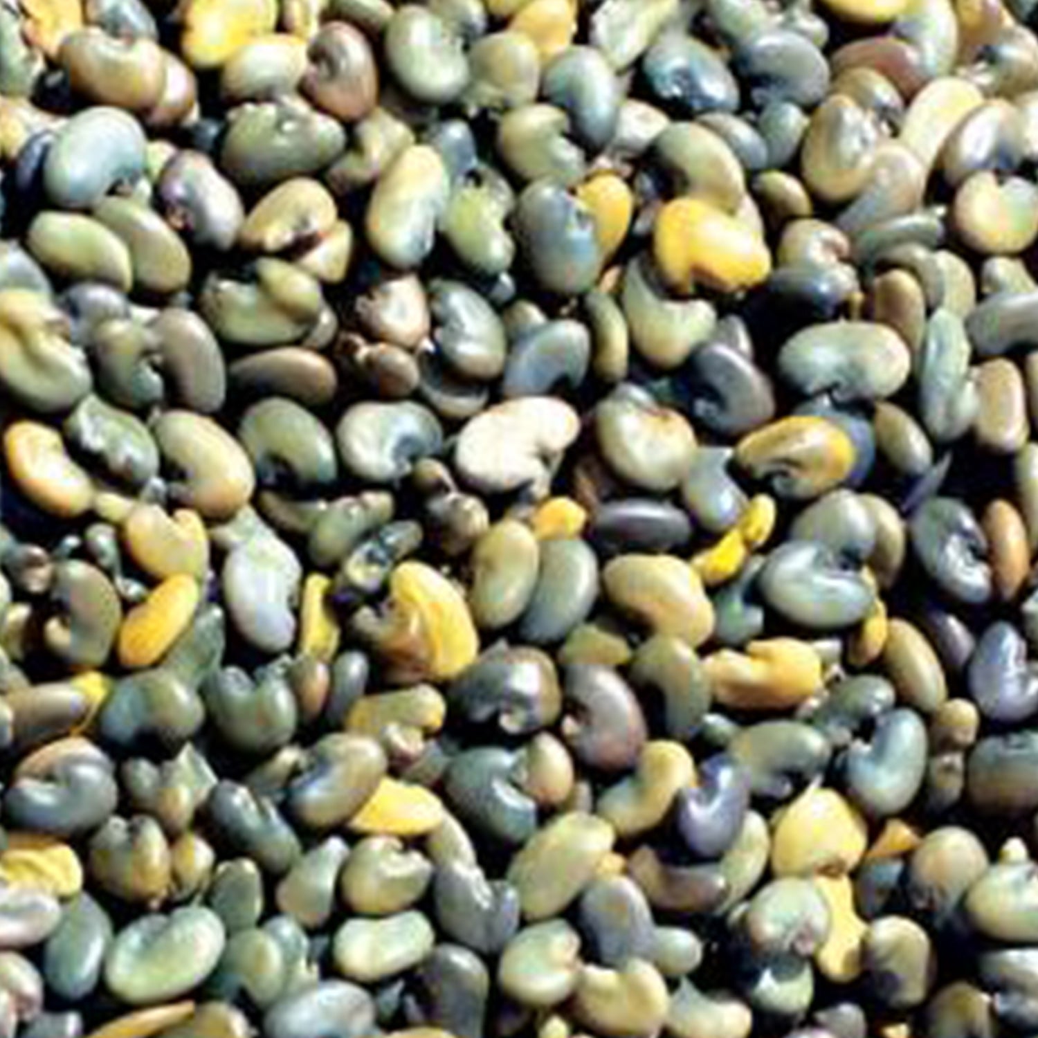 Sunhemp Seeds (Crotalaria juncea) - 25 KG