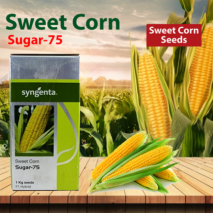 Syngenta Sugar 75 Sweet Corn Seeds - 1 KG