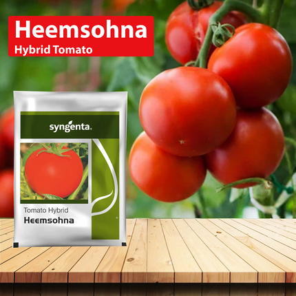 Synenta Heemsohna Tomato Seeds - 3500 Seeds