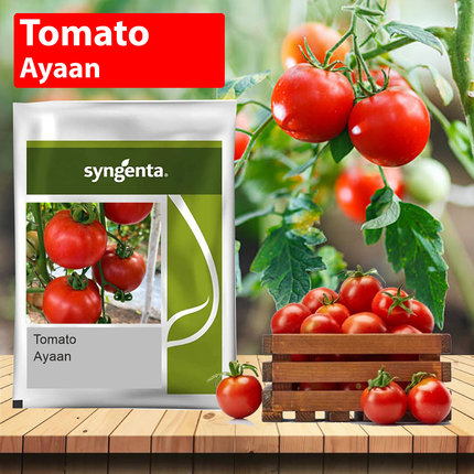 Syngenta Ayaan Tomato Seeds - 3500 SEEDS