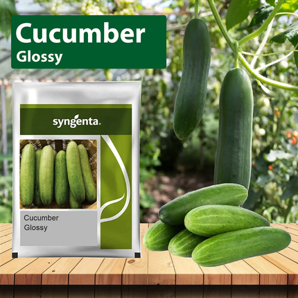 Syngenta Glossy Cucumber Seeds - 25 GM
