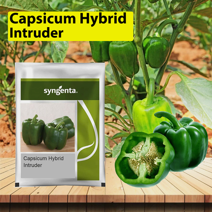 Syngenta Intruder Capsicum Seeds - 1000 SEEDS