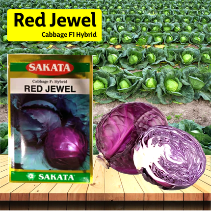 Sakata Red Jewel Cabbage Seeds - Agriplex
