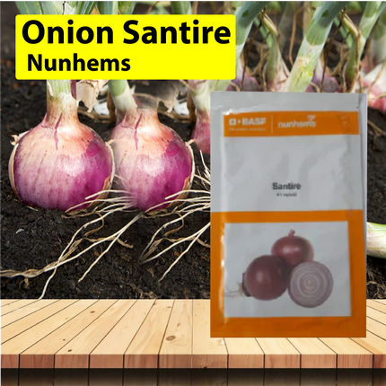 Nunhems Onion Santire - 20000SEEDS - Agriplex