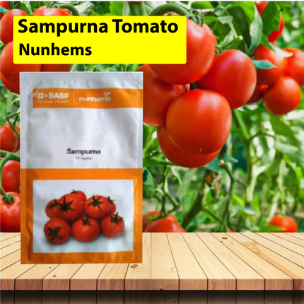 Nunhems Sampurna Tomato Hybrid - 3000 SEEDS - Agriplex