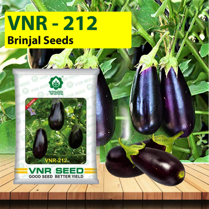 VNR 212 Brinjal Seeds - 10 GM (Pack of 2)