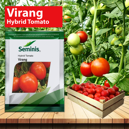 Seminis Virang Tomato -3500 SEEDS