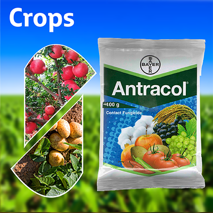 Bayer Antracol Fungicide (Propineb 70% WP) Crops
