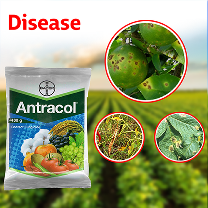 Bayer Antracol Fungicide (Propineb 70% WP) Disease