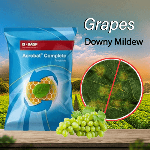 Acrobat fungicide online