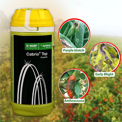 Buy BASF Top Fungicide Online at India