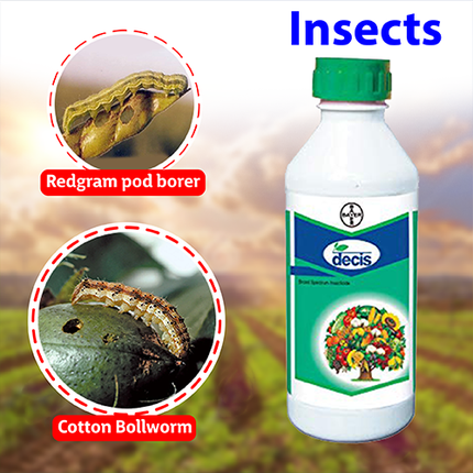 Bayer Decis 100 EC Insecticide