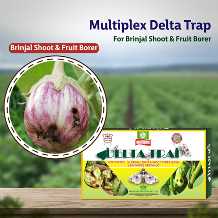 Multiplex Delta Trap (Brinjal shoot & Fruit Borer)