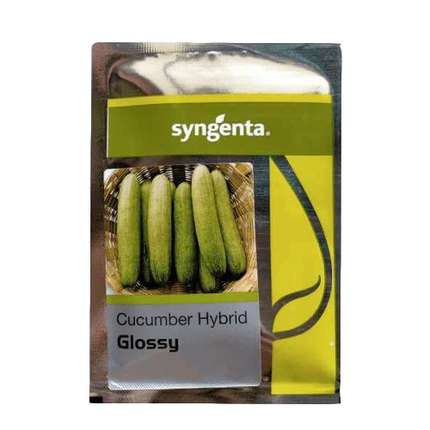 Syngenta Glossy Cucumber Seeds
