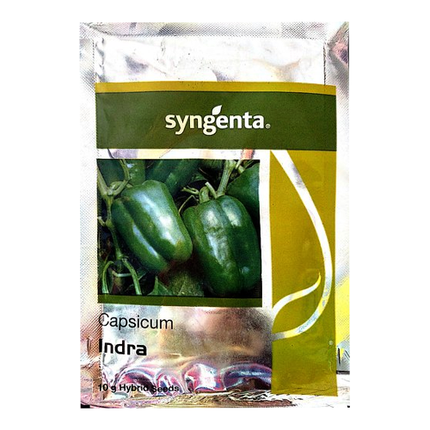 Syngenta Indra Hybrid Capsium Seeds