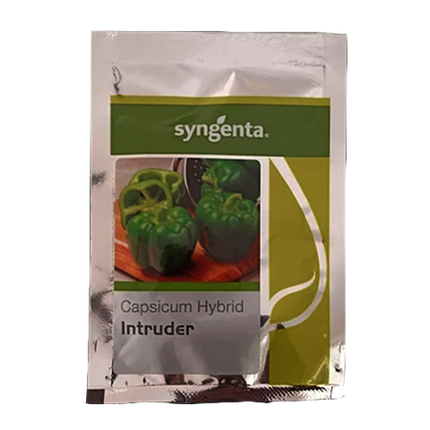 Syngenta Intruder Capsicum Seeds