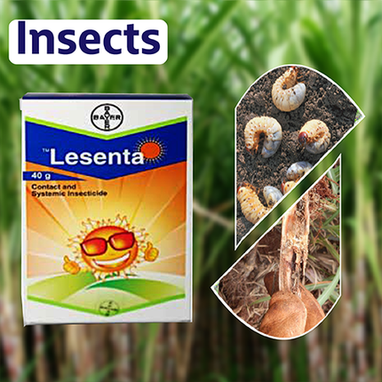 Bayer Lesenta Insecticide