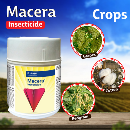BASF Macera Insecticide Crops