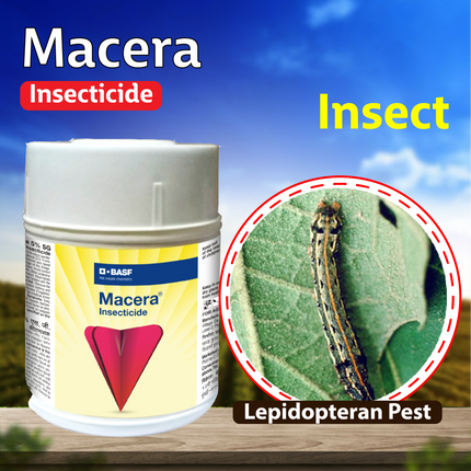 BASF Macera Insecticide