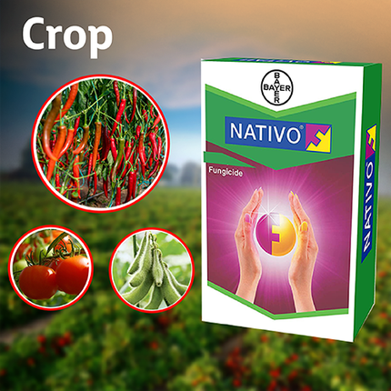 Bayer Nativo Fungicide crop