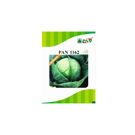 PAN 1162 Hybrid Cabbage (Green, Round) Seeds  - 10 GM