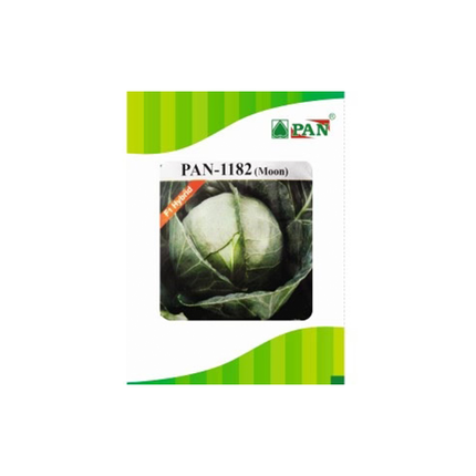 PAN 1182 Moon Cabbage (Green, Round) Seeds  - 10 GM
