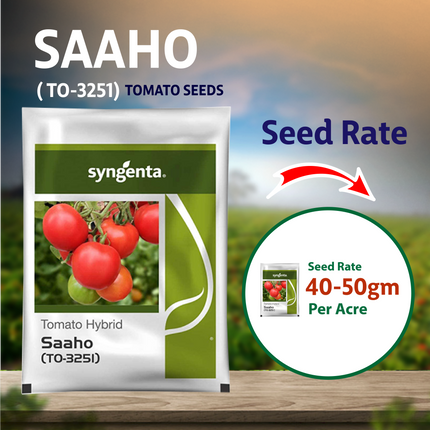 Syngenta Saaho (TO-3215) Tomato Seeds - 3500 SEEDS